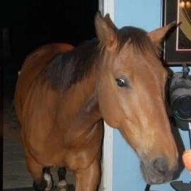 a horse walking through a door, perhaps as a warning sign of things to come